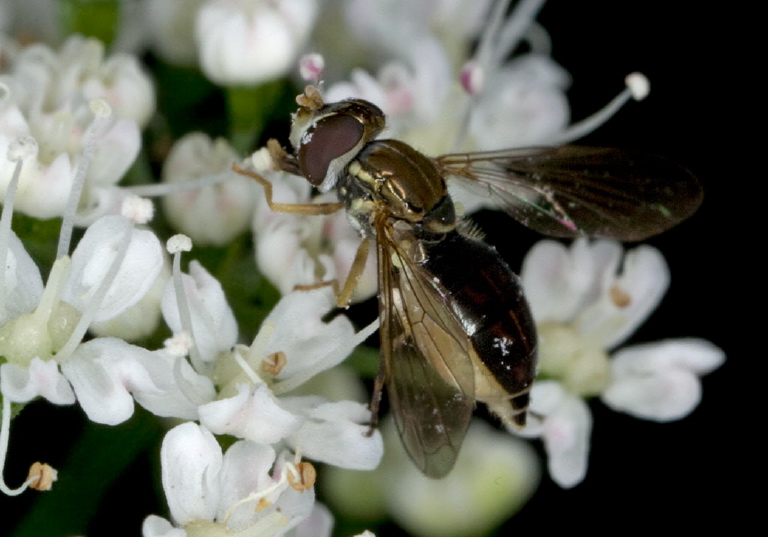 Toxomerus marginatus? Syrphidae