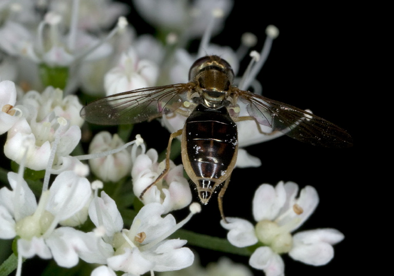 Toxomerus marginatus? Syrphidae