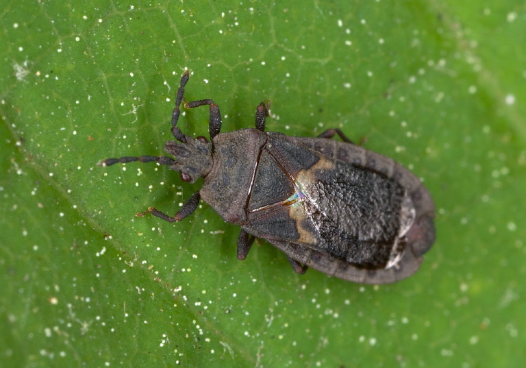 Neuroctenus sp. Aradidae