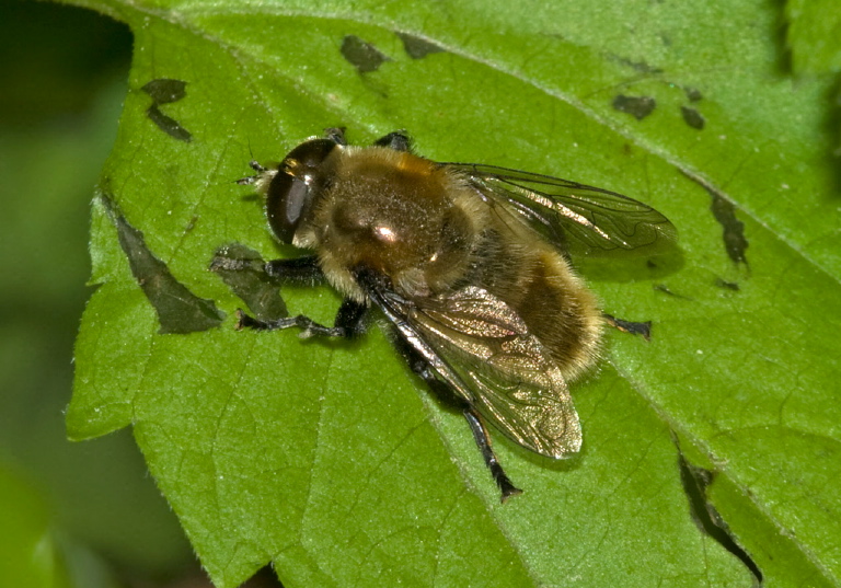 Merodon equestris Syrphidae