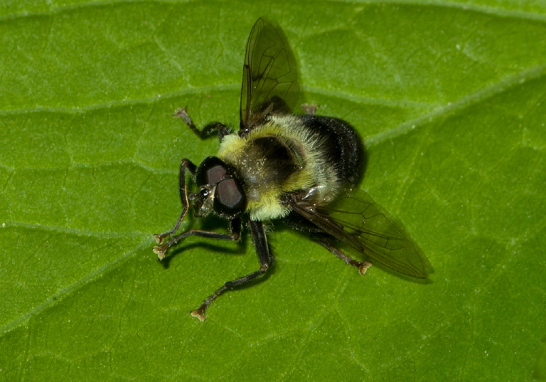 Mallota posticata Syrphidae