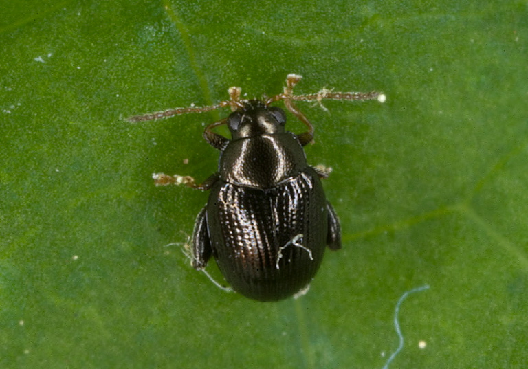 Chaetocnema sp. Chrysomelidae