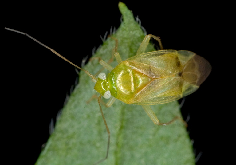 Lygocoris pabulinus Miridae