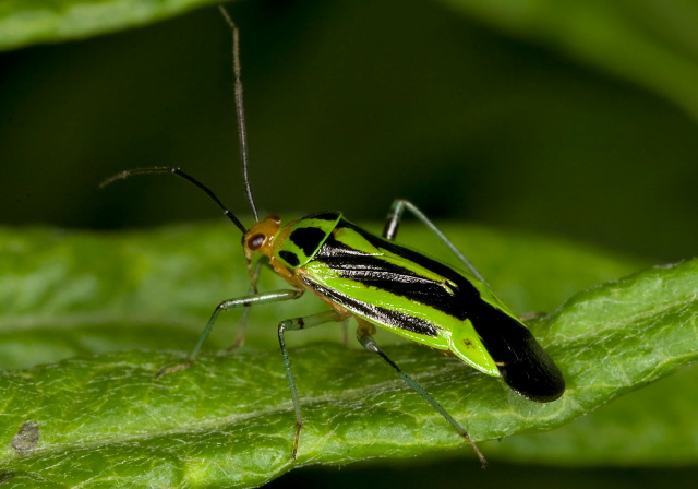 Poecilocapsus lineatus Miridae