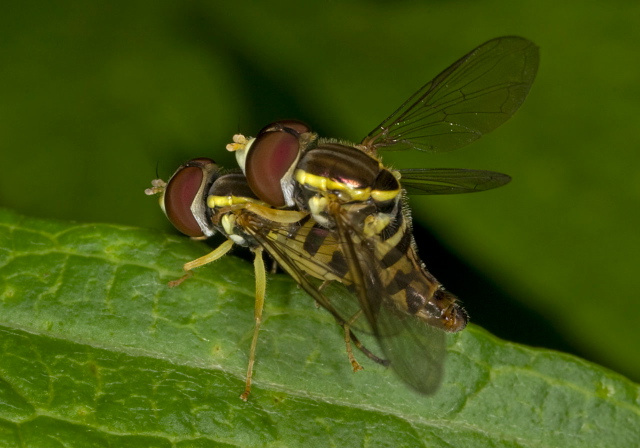 Toxomerus geminatus Syrphidae