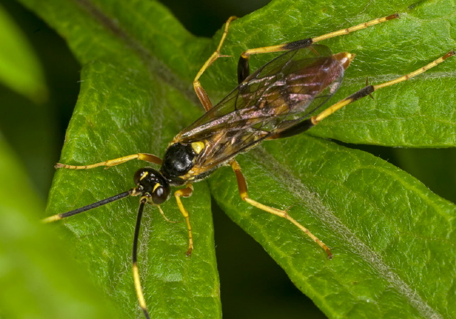   Ichneumonidae