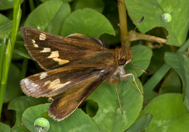 Poanes zabulon Hesperiidae