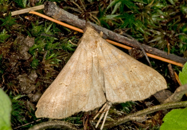   Erebidae
