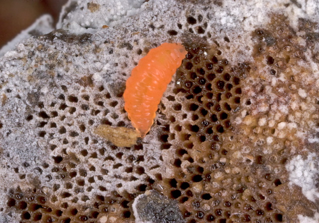   Cecidomyiidae