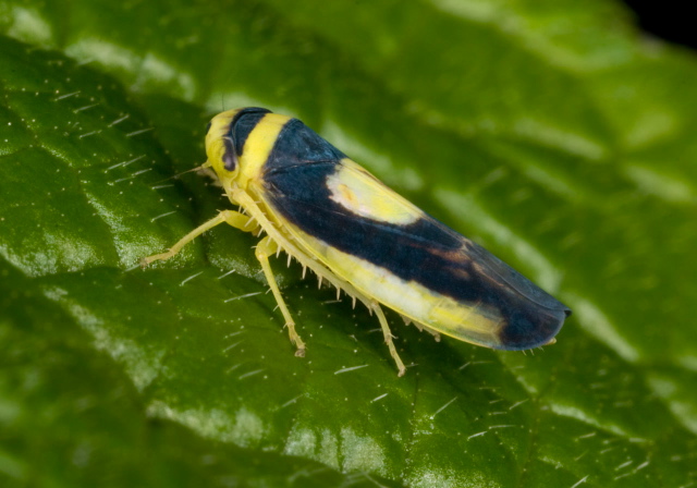 Colladonus clitellarius Cicadellidae
