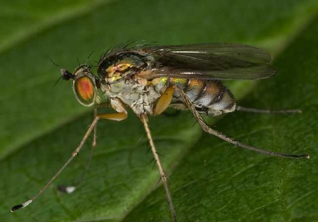  Dolichopodidae