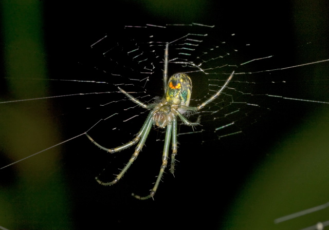Leucauge venusta Tetragnathidae
