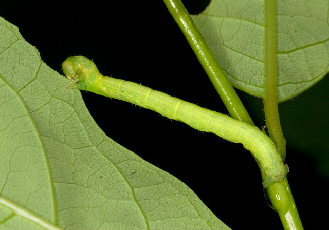   Geometridae