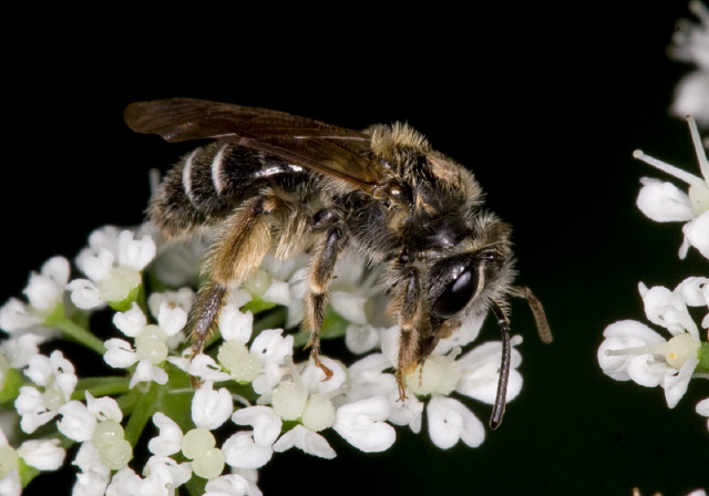 Andrena sp.? Andrenidae?
