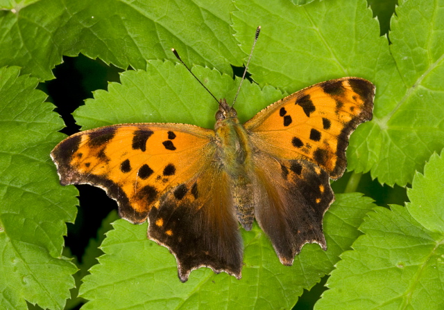 Polygonia comma Nymphalidae