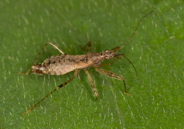 Hoplistoscelis sordidus Nabidae