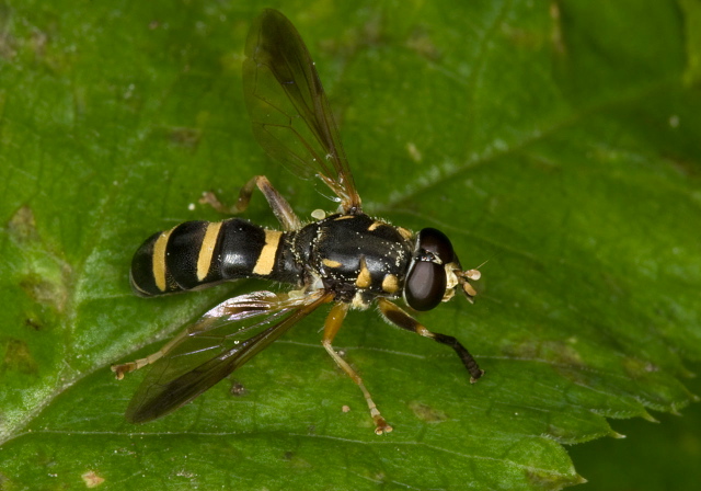 Temnostoma sp. Syrphidae