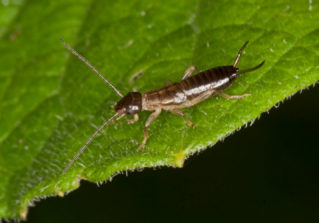 Forficula auricularia Forficulidae