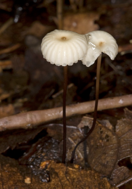 Marasmius capillaris Marasmiaceae