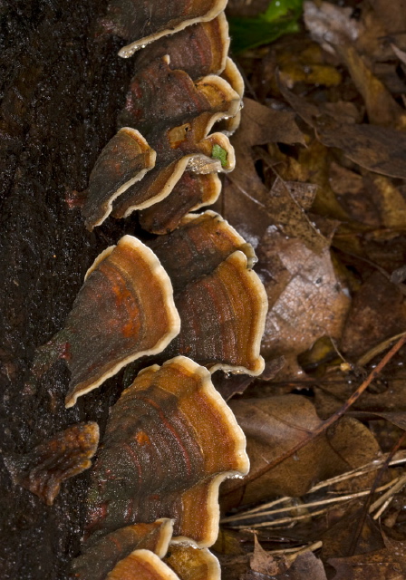 Stereum ostrea? Stereaceae?