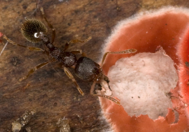 Stenamma sp. Formicidae