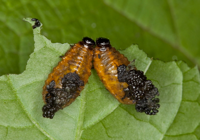 Lema sp. Chrysomelidae