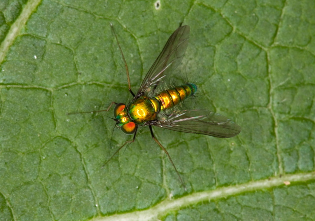   Dolichopodidae