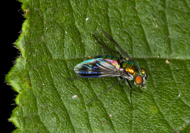   Dolichopodidae