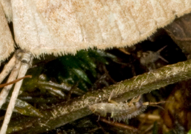  Entomobryidae