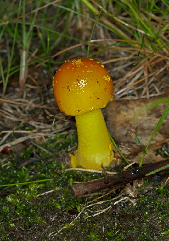 Amanita flavoconia? Pluteaceae