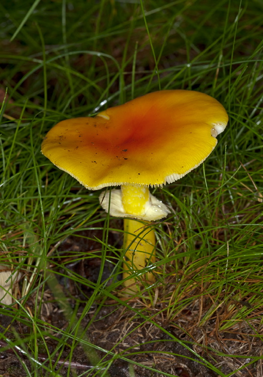 Amanita flavoconia? Pluteaceae