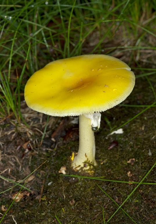 Amanita flavoconia? Pluteaceae