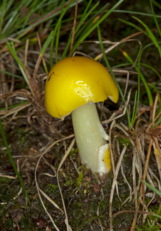 Amanita flavoconia? Pluteaceae