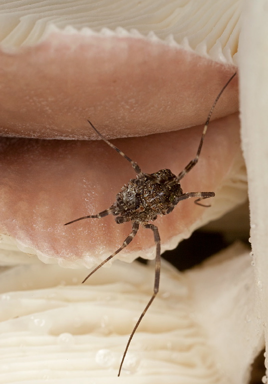 Odiellus sp. Phalangiidae