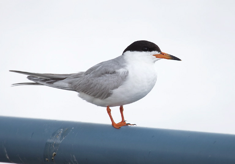 Sterna forsteri Laridae