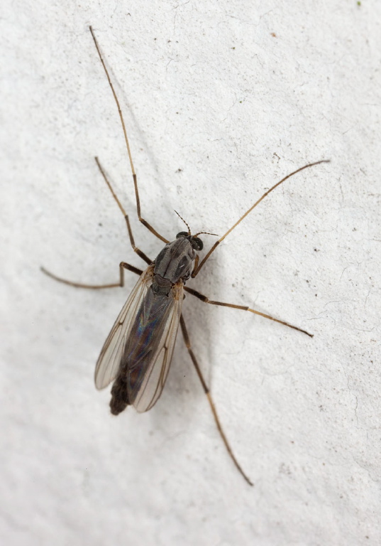   Chironomidae