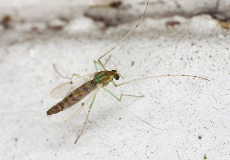 Chironomus (decorus group) Chironomidae