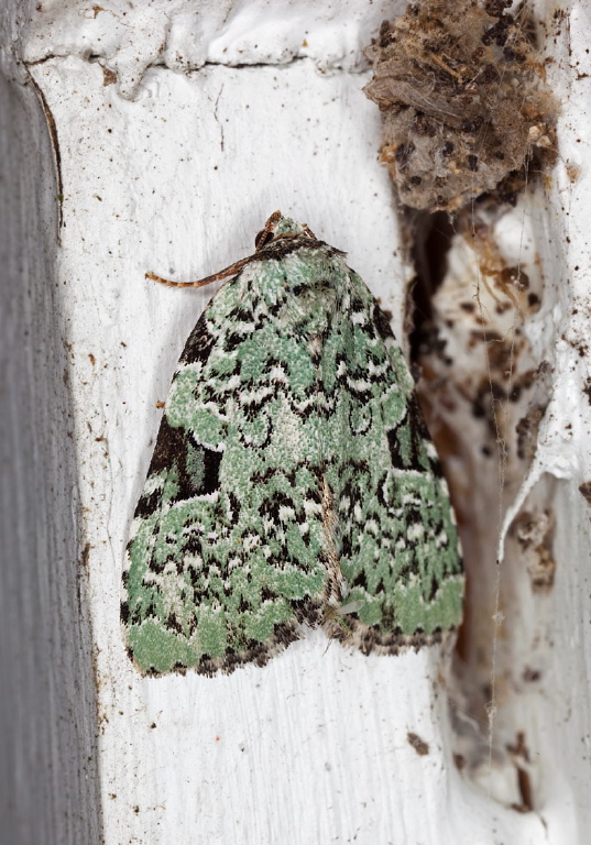 Leuconycta diphtheroides Noctuidae