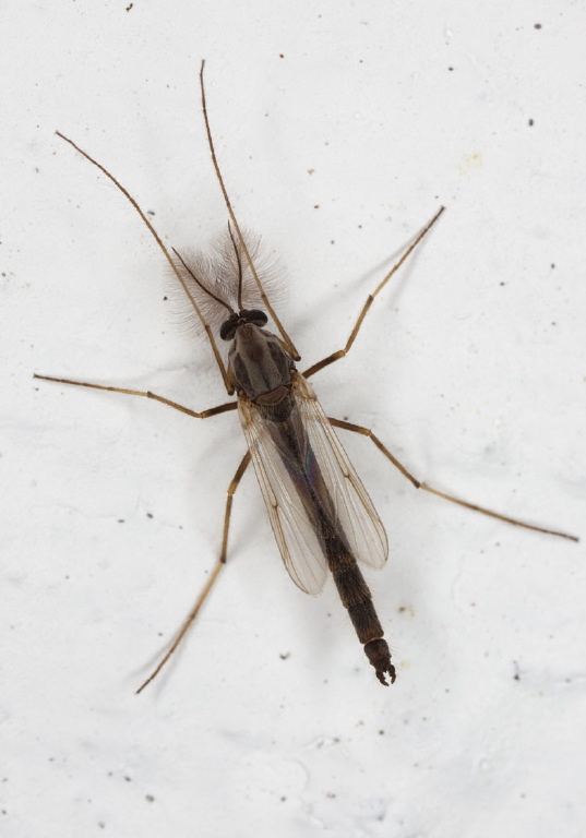   Chironomidae