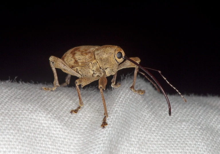 Curculio sp.? Curculionidae