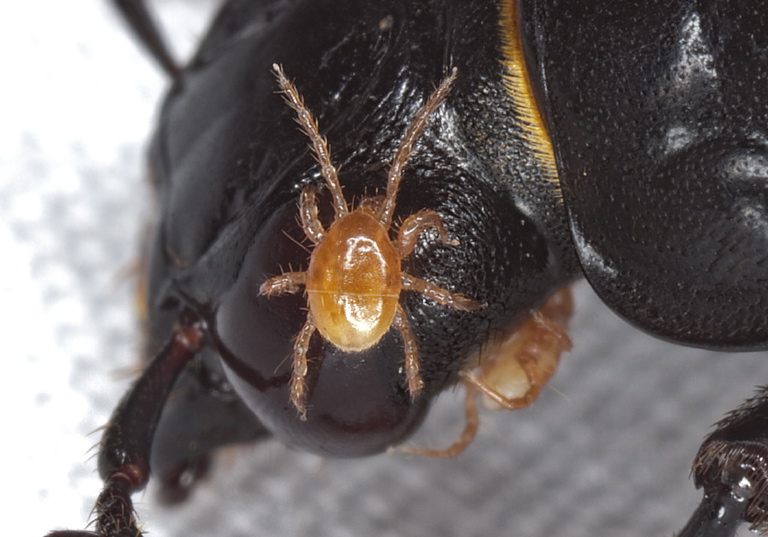 Poecilochirus sp. Parasitidae