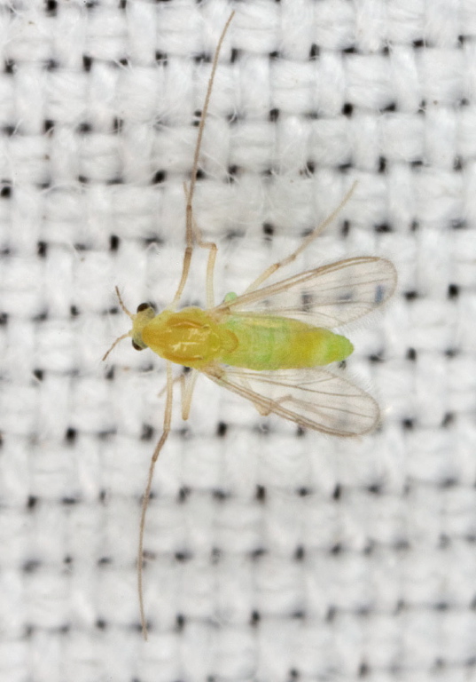   Chironomidae