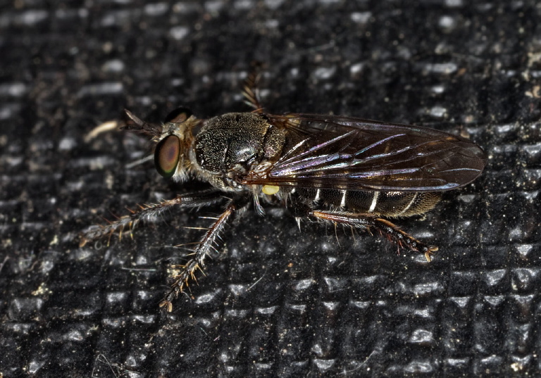 Atomosia puella? Asilidae