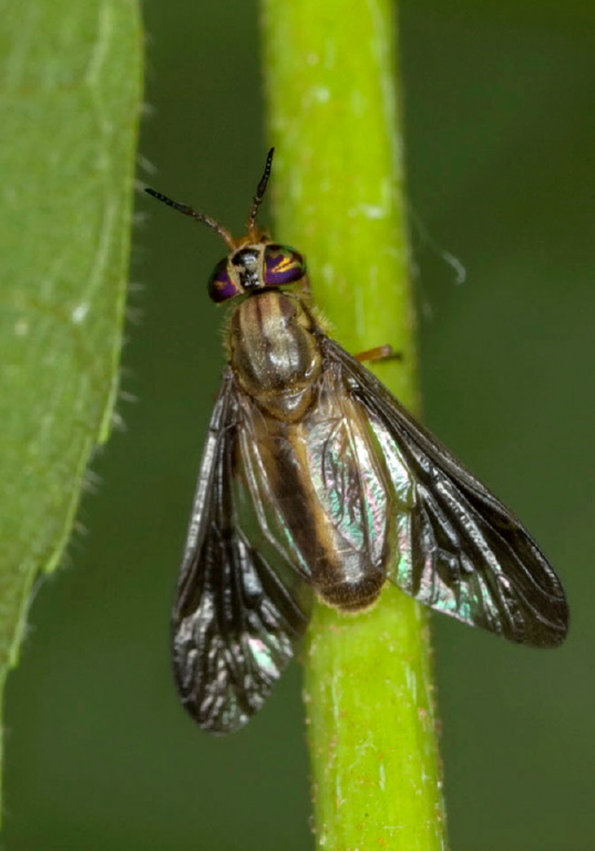 Chrysops macquarti Tabanidae