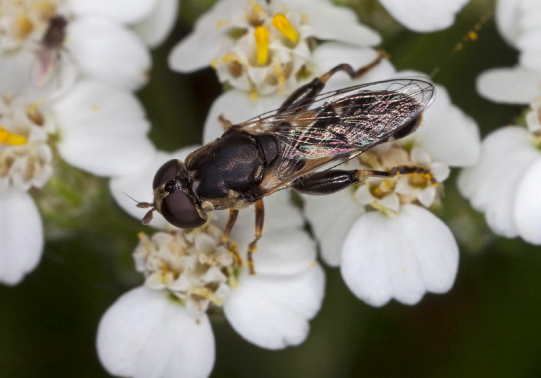 Syritta pipiens? Syrphidae