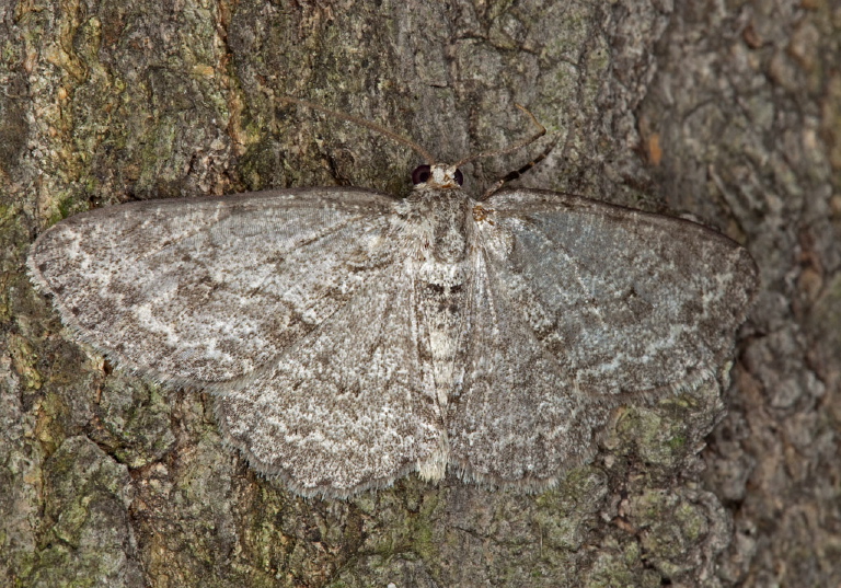 Hypagyrtis sp. Geometridae