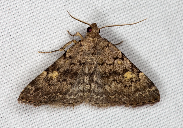 Idia aemula Erebidae