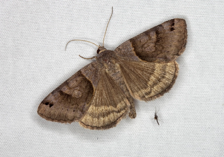 Caenurgina crassiuscula Noctuidae