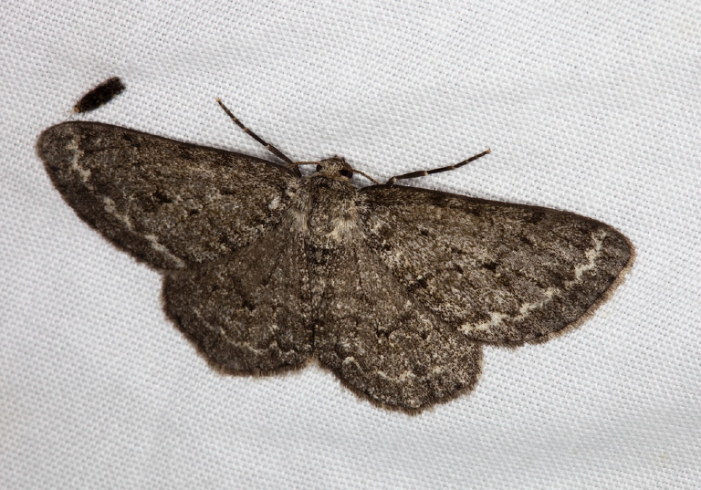 Hypagyrtis sp. Geometridae