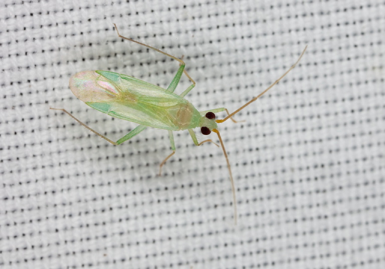   Miridae